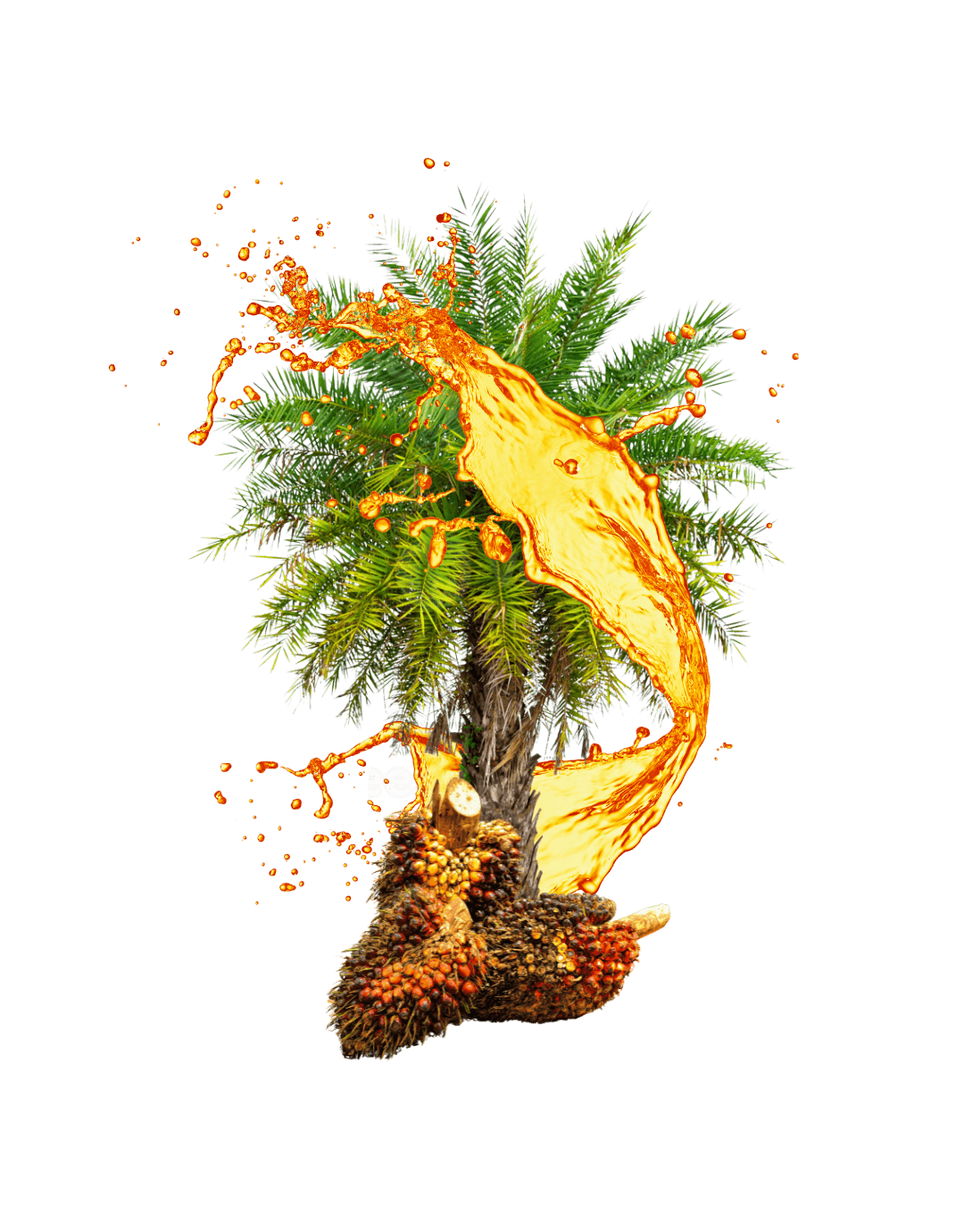 Coconut trees on beach